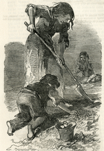 Searching for potatoes in a stubble field Illustrated London News, December 22, 1849